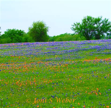 Bluebonnet field, photo by Joni S Weber | Landscape, Photo, Joni