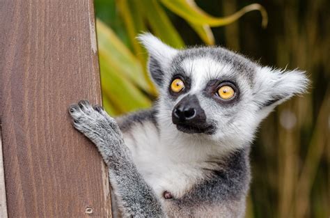 Lemurs facing real threat of extinction, study finds - Greener Ideal