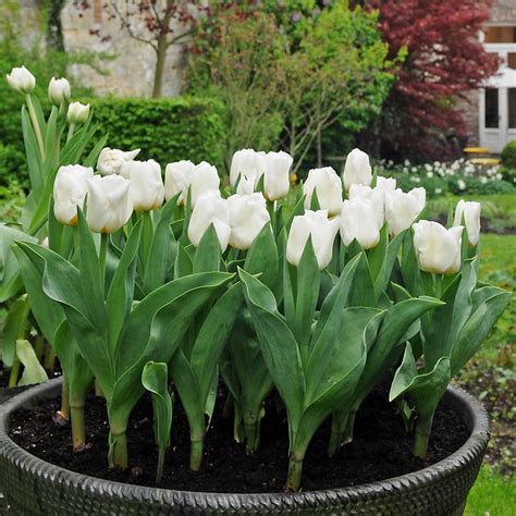 Gorgeous Pure White Tulip Bulbs for Sale Online | Maureen – Easy To Grow Bulbs