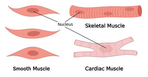 Cardiac Smooth And Skeletal Muscle