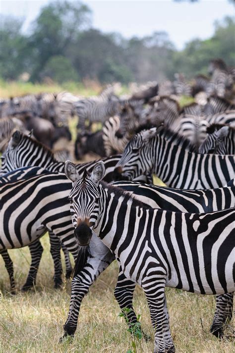 Herd of Zebra | A small herd of Zebra, from the late start t… | Flickr