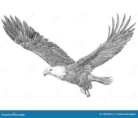 Bald Eagle Flying Hand Draw Sketch Black Line on White Background Stock ...