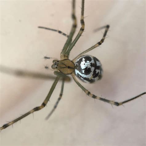 White Backed Garden Spider Australia | Fasci Garden