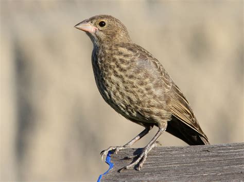 Brown-headed Cowbird - eBird