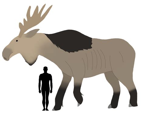 ''Modern'' Moose size comparison by GlazeSugarNavalBlock on DeviantArt