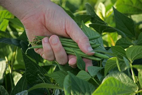 How to grow green beans indoors | HappySprout