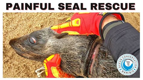 Painful Seal Rescue - YouTube