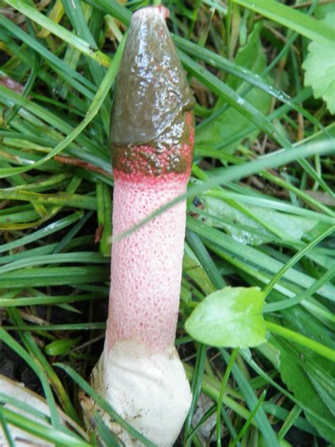 Is this an alien mushroom species? - Mushroom Hunting and Identification - Shroomery Message Board