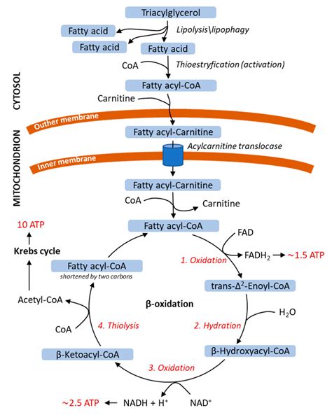 IJMS | Free Full-Text | Lipophagy and Lipolysis Status in Lipid Storage and Lipid Metabolism ...