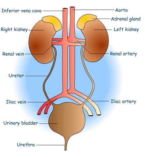 urinary system diagram - ModernHeal.com