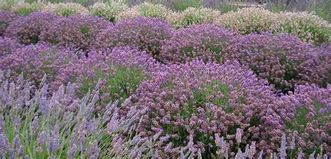 Lavender Care: Spring Pruning - Lavender Connection