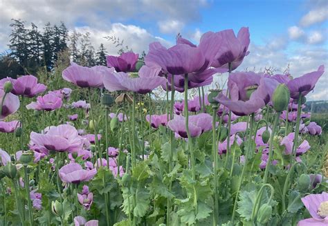 Purple Poppy | Saltwaterseeds