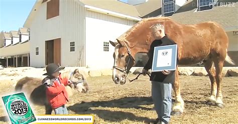 You Won’t Believe How Tall This Horse Is – ‘Big Jake’ Certainly Lives Up To His Name – Pet Buzz