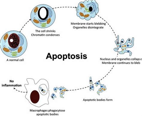 Apoptosis definition, cell apoptosis pathway, steps & apoptosis inducer