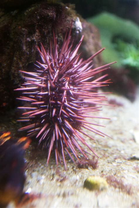 Sea Urchin with Light Purple Spikes | ClipPix ETC: Educational Photos for Students and Teachers