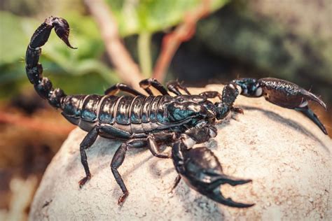 Drug delivery to the brain using scorpion venom - EPR