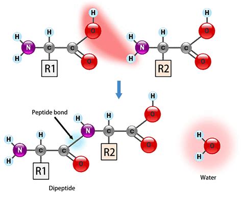 Amino Acid Properties and Structure - Creative Biostructure