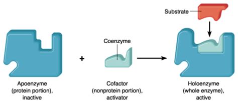 Coenzyme - Definition and Examples - Biology Online Dictionary