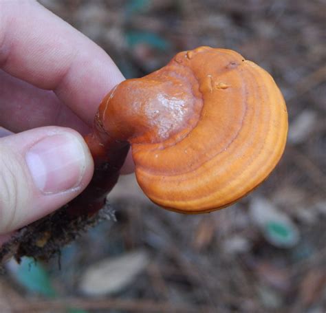 Wild reishi mushrooms! | The Survival Gardener