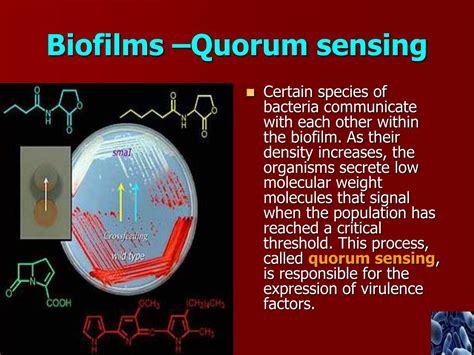 PPT - Biofilms in Infection PowerPoint Presentation, free download - ID:3090775