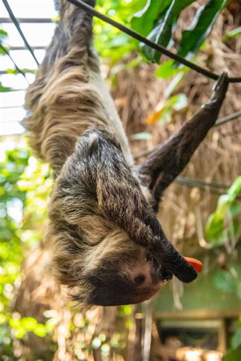 This sloth at the Vancouver Aquarium has unexpectedly adorable ears ...