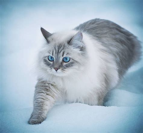 Beautiful white cat walking through the snow 😍 #whitecat #wintercat #sofluffy #fluffness Pretty ...