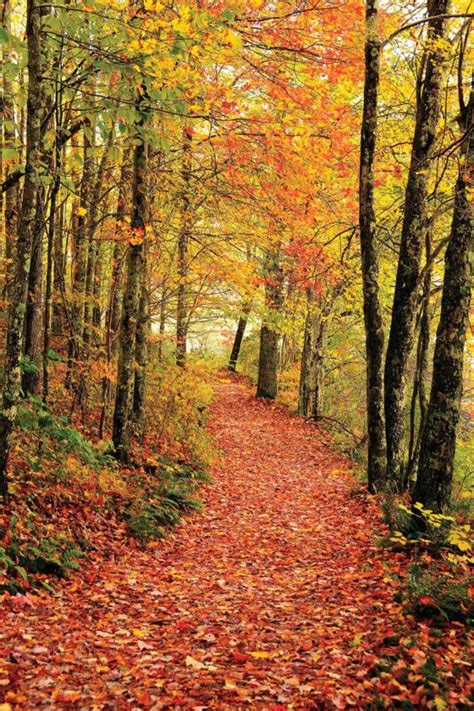 Fall foliage season starts in West Virginia | News, Sports, Jobs - News ...