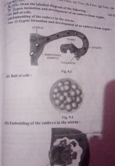 2.3(a). Draw the labelled diagram of the following: (i) Zygote form (iii)..
