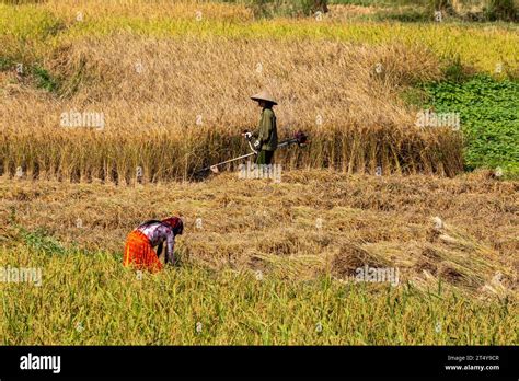 People in Vietnam are harvest rice Stock Photo - Alamy