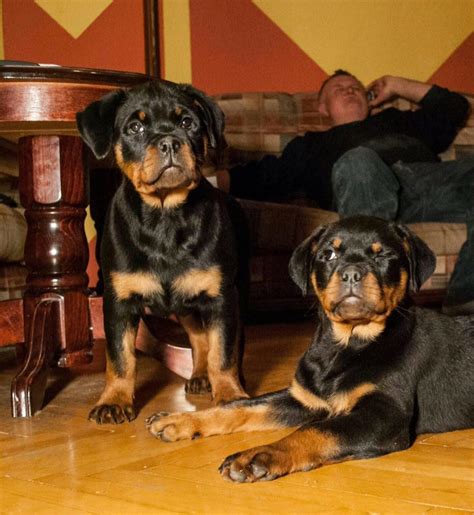 Rottweiler Puppies for sale in California | FP Rottweiler Breeder