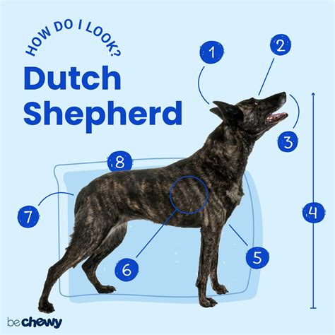 Dutch Shepherd Breed: Characteristics, Care & Photos | BeChewy