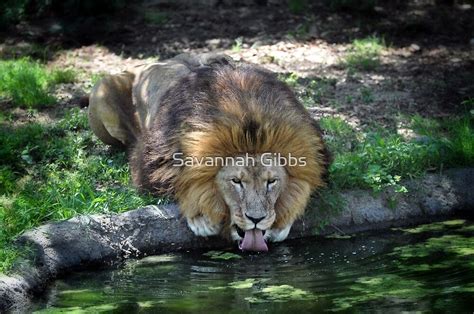 " Lion Drinking Water" by Savannah Gibbs | Redbubble