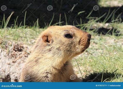 Ladakh Wildlife 2 Stock Photos - Free & Royalty-Free Stock Photos from Dreamstime