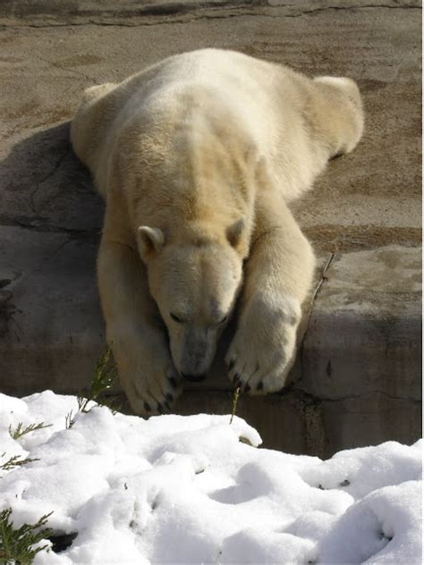 Morton's Musings: Sad Polar Bear