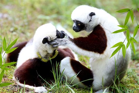 Duke Lemur Center - Duke Lemur Center