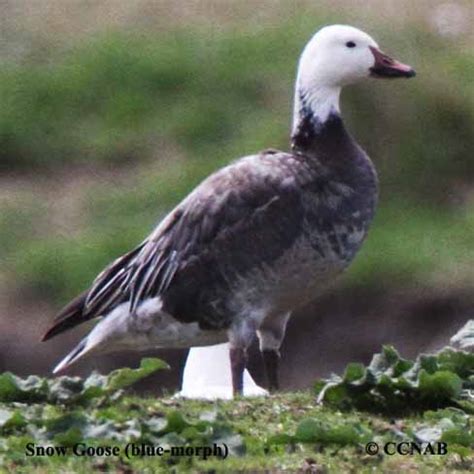 Snow Goose (blue-morph) (Chen caerulescens) - SNGO