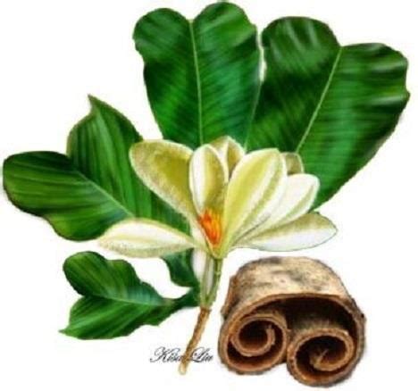 China Magnolia Bark Extract Manufacturers Suppliers Factory - Magnolia ...