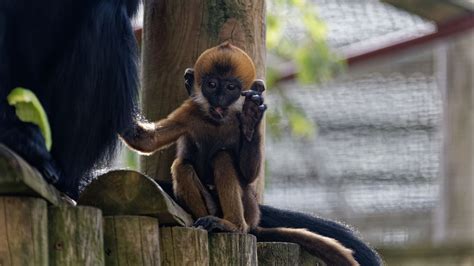 François’ langur