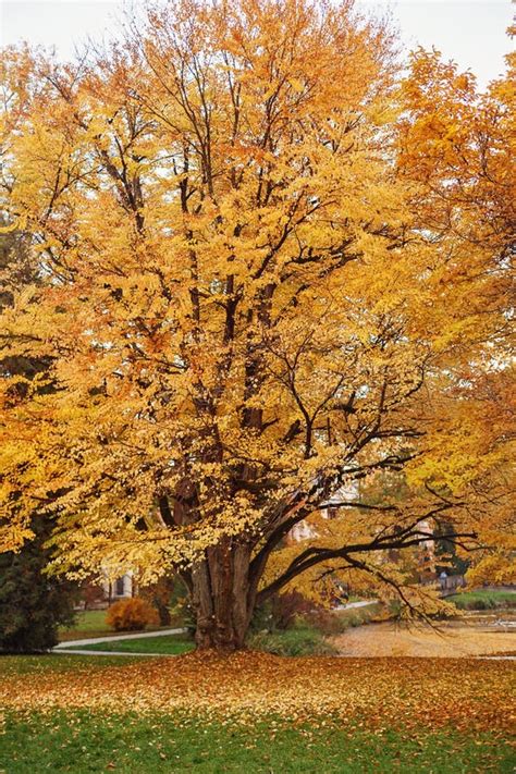 Katsura tree in fall color stock image. Image of leaf - 7004781