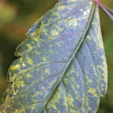 Pests and Diseases to Watch Out for in Dahlias - FineGardening