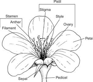 Features of Flowers