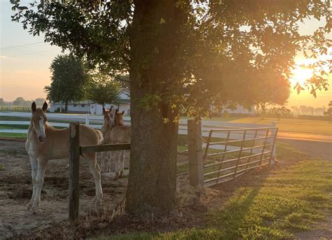 Amish Horses: Amish Horses Tour (1)