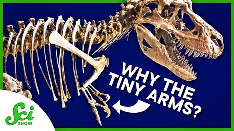 How to Find Out Why T. rex Arms Were… Like That | SciShow News - YouTube