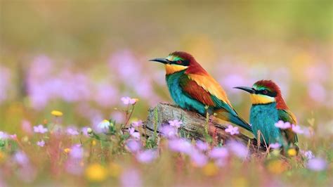 Wallpaper Birds And Flowers (61+ images)