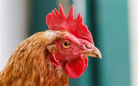 9 Types of Chicken Combs (With Pictures) - LearnPoultry