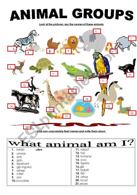 Animal groups - ESL worksheet by kattaszub