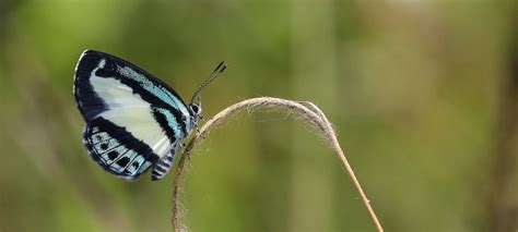 www.purvision.com - Australian Butterflies