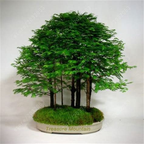 Dawn Redwood Forest Bonsai Seeds – Bonsai Tree – Metasequoia ...