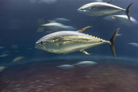 Good news! Pacific Bluefin Tuna stock to rebound sooner than expected due to global conservation ...