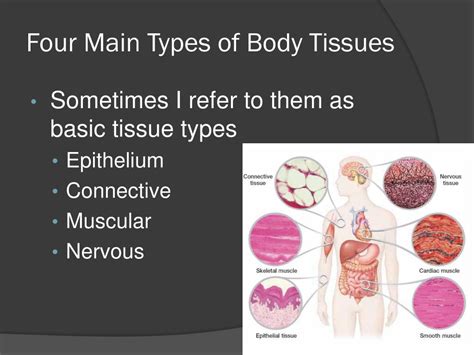 PPT - Body Tissues PowerPoint Presentation, free download - ID:2832643